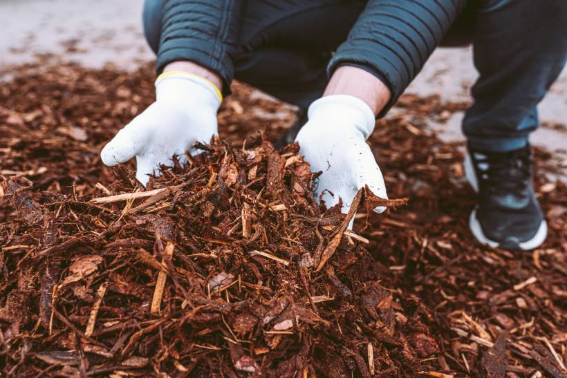 bark mulch vs wood chips - Person wearing gloves handling a pile of bark mulch outdoors