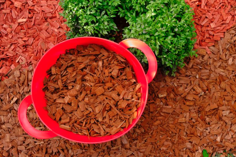 bark mulch vs wood chips - Red container filled with wood chips placed on a mulched garden bed
