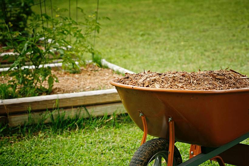 bark mulch vs wood chips - Brown bark mulch in a wheelbarrow positioned beside a vegetable garden