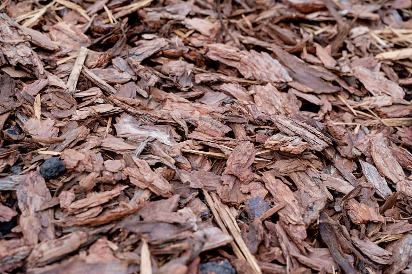 bark mulch vs wood chips - Brown bark mulch pieces used as ground cover for landscaping
