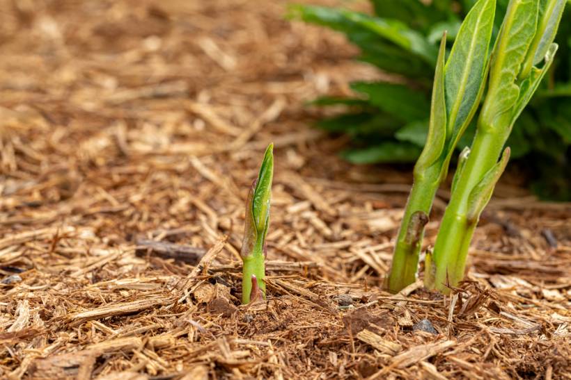 bark mulch vs wood chips - Garden bed with bark mulch used to protect and nourish new sprouts