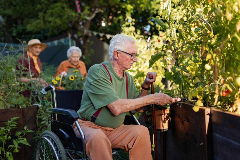 gardening for the elderly - Senior man in a wheelchair tending to plants in a raised garden bed, with elderly women in the background