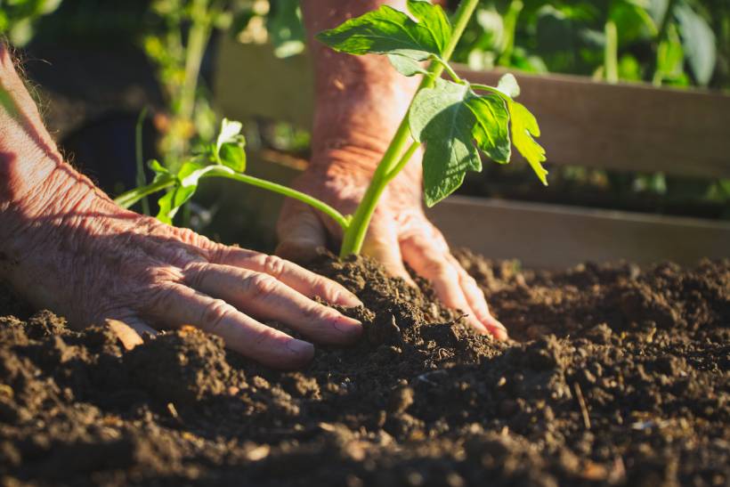 gardening for the elderly - Elderly person working in a garden, placing a tomato plant into the ground