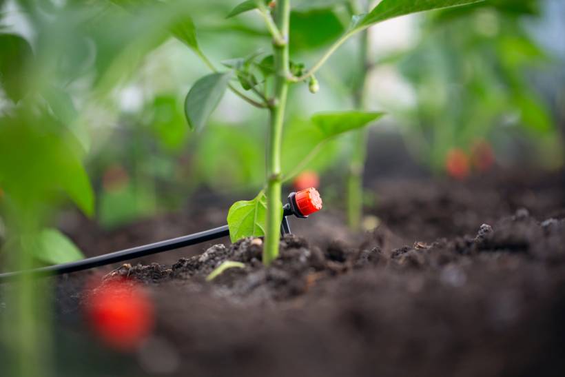 gardening for the elderly - Bell pepper seedling with red drip emitter delivering water directly to the root zone