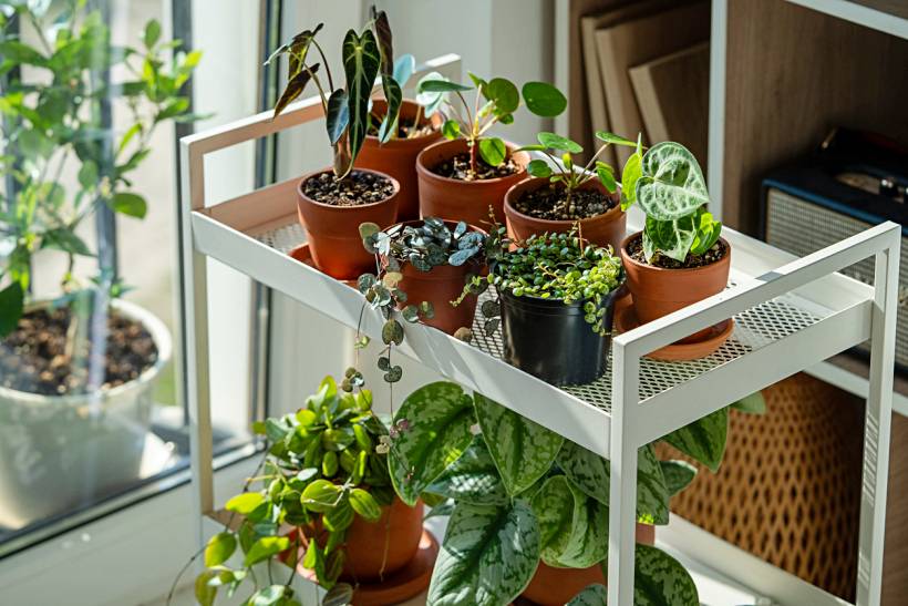 gardening for the elderly - Small potted plants indoors thriving in natural light by the window