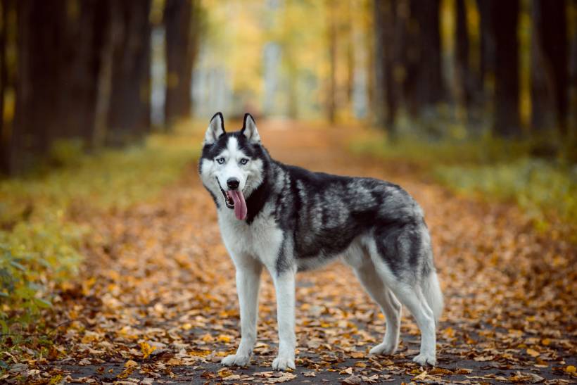 Alaskan Malamute vs Siberian Husky - Siberian Husky enjoying a walk through a colourful autumn forest