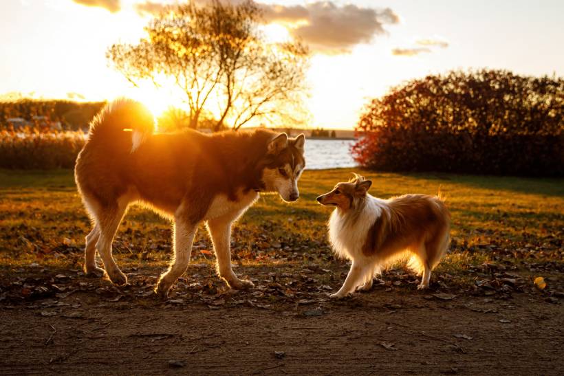 Alaskan Malamute vs Siberian Husky - Two dogs, a Husky and a Sheltie, standing on a path during golden hour
