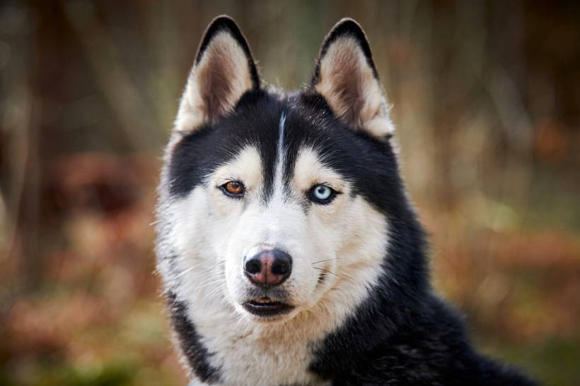 Alaskan Malamute vs Siberian Husky - Siberian Husky portrait showing heterochromia and black-and-white fur