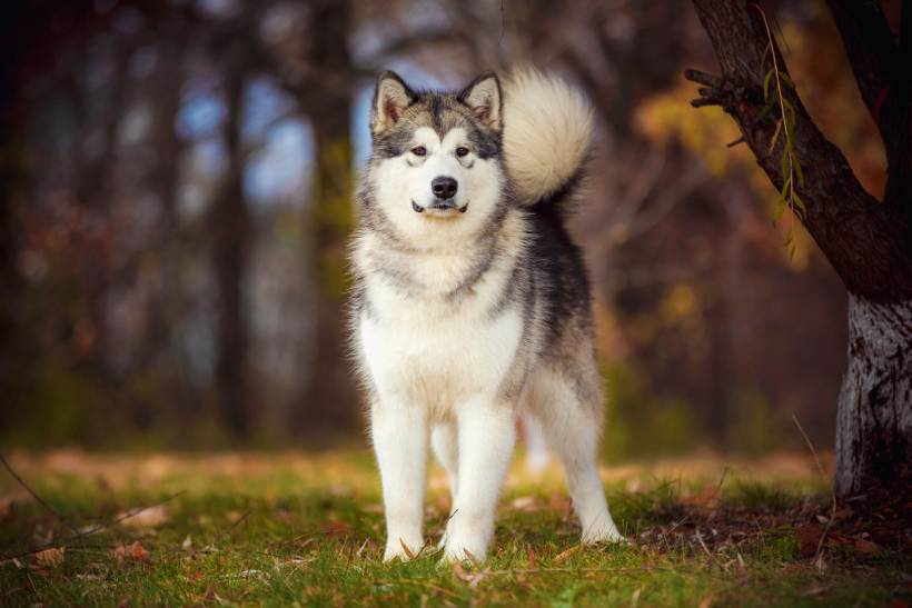 Alaskan Malamute vs Siberian Husky - Full-body view of an Alaskan Malamute with dense fur in a natural environment