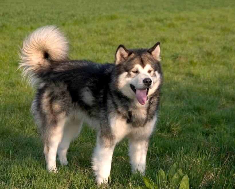 Alaskan Malamute vs Siberian Husky - Alaskan Malamute standing on green grass with curled tail visible