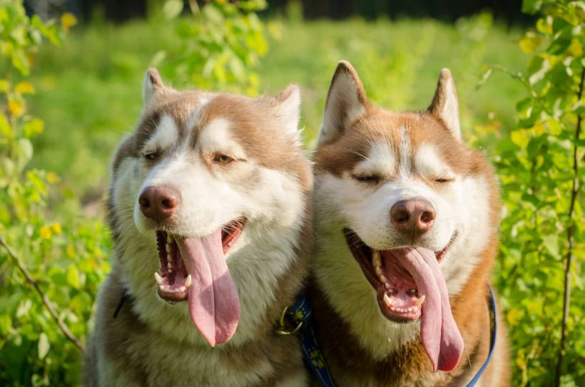 Alaskan Malamute vs Siberian Husky - Pair of Siberian Huskies with joyful expressions and open mouths
