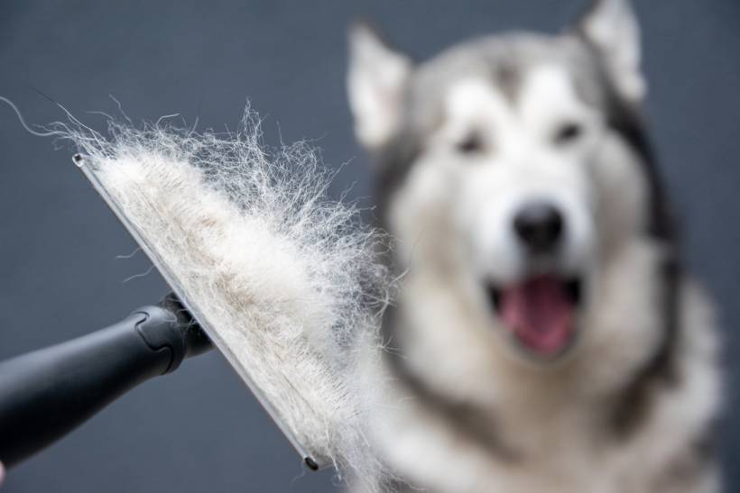 Alaskan Malamute vs Siberian Husky - Close-up of a grooming tool with loose hair, Husky in the background