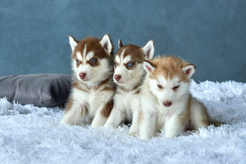 Alaskan Malamute vs Siberian Husky - Three Siberian Husky puppies sitting on a fluffy white blanket