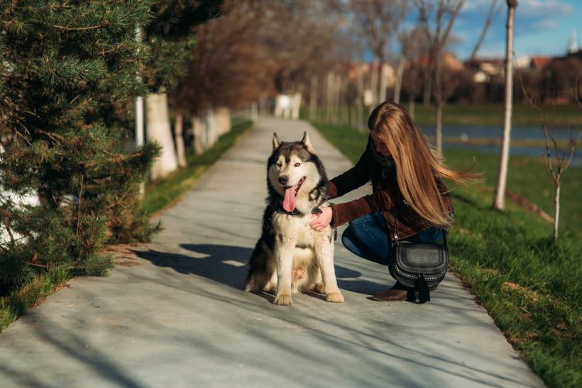 Alaskan Malamute vs Siberian Husky - Siberian Husky sitting with a dog walker on a sunny day outdoors