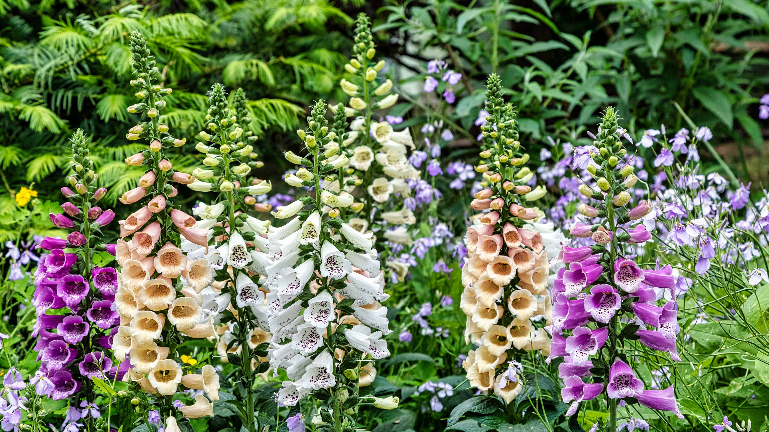 Foxglove blooming beside other flowers in summer