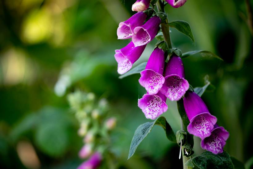 foxglove vs hollyhock - Foxglove flower cluster showing vibrant purple bell-shaped blossoms outdoors