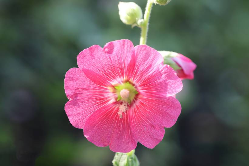 foxglove vs hollyhock - Close-up of a pink hollyhock flower with delicate veined petals and a central stamen
