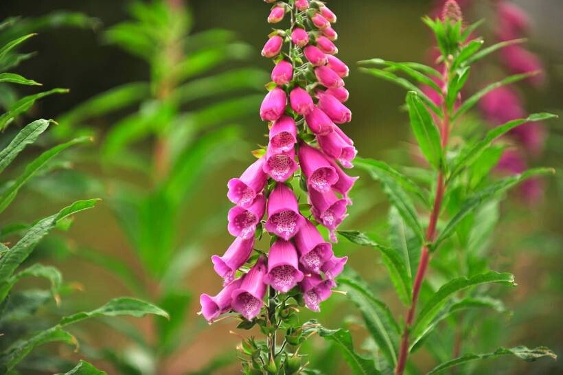 foxglove vs hollyhock - Blooming pink foxglove showing its distinctive bell-shaped blossoms