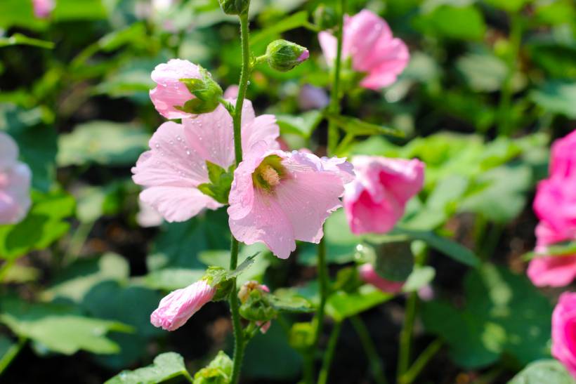 foxglove vs hollyhock - Pink blooming hollyhock growing naturally in a garden