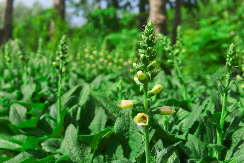 foxglove vs hollyhock - Budding foxglove plant with green flower spikes and early tubular blooms