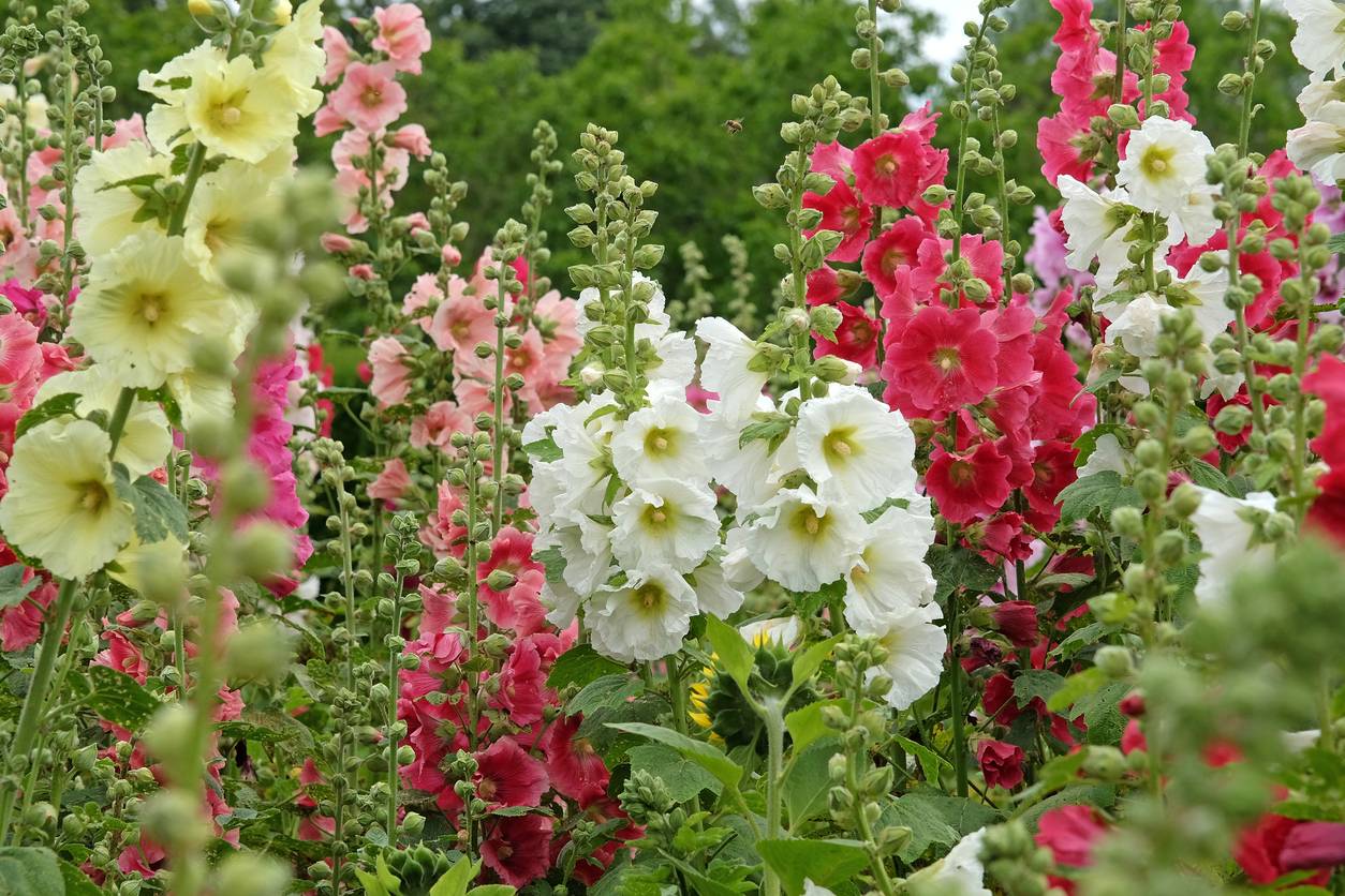 foxglove vs hollyhock - Mixed hollyhock blossoms with layered petals and green foliage outdoors