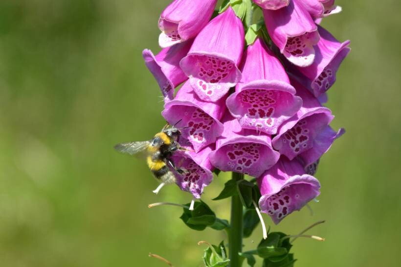 foxglove vs hollyhock - Bumblebee interacting with foxglove flowers in a natural setting