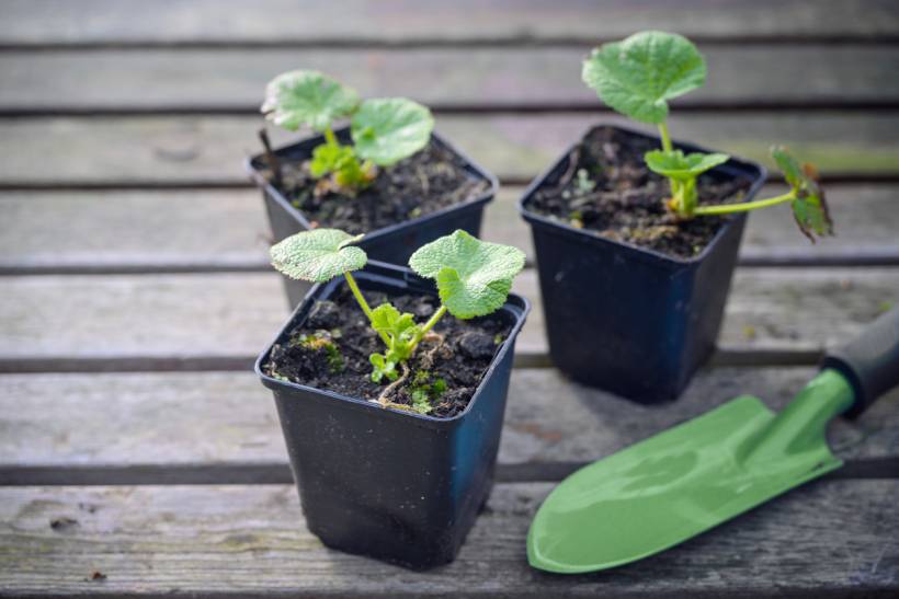 foxglove vs hollyhock - Hollyhock seedlings growing in small black pots on a wooden garden table