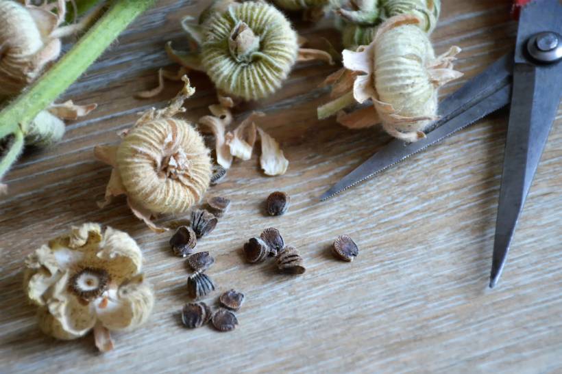 foxglove vs hollyhock - Close-up of hollyhock seeds removed from dried flower heads