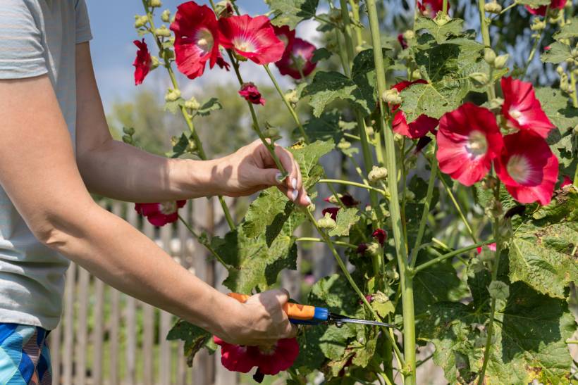 foxglove vs hollyhock - Gardener trimming hollyhock stems with pruning shears among red blooms