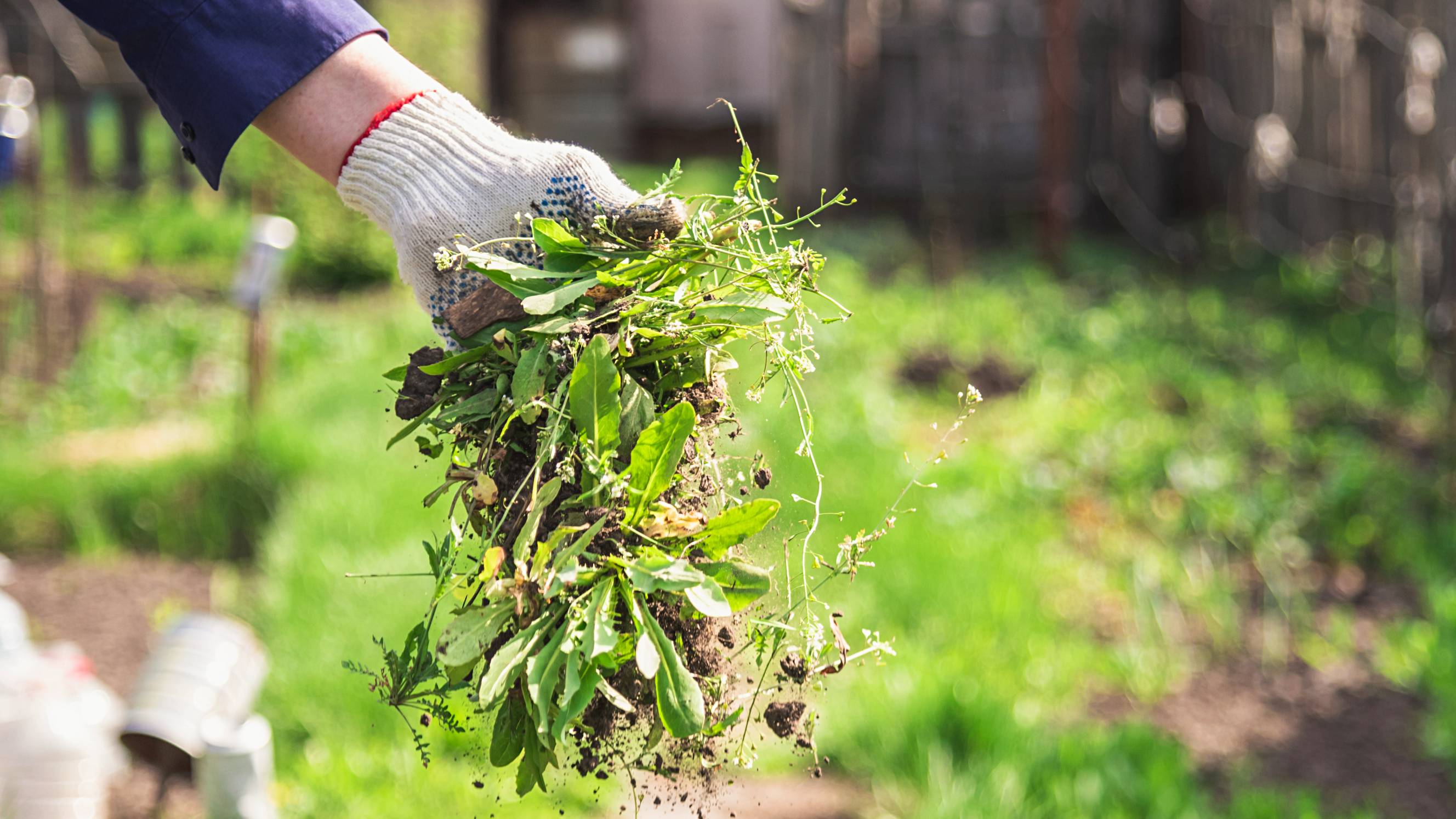 gardener removing weeds from a property