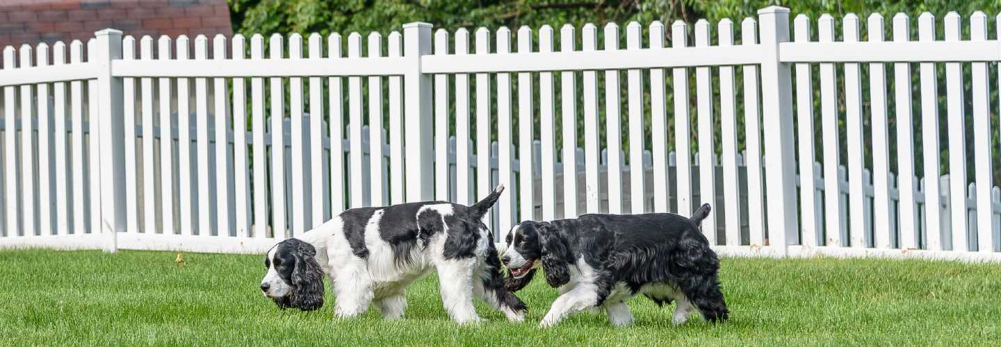 A white picket fence surrounding a lush green lawn with cute dogs happily playing inside the fenced area.