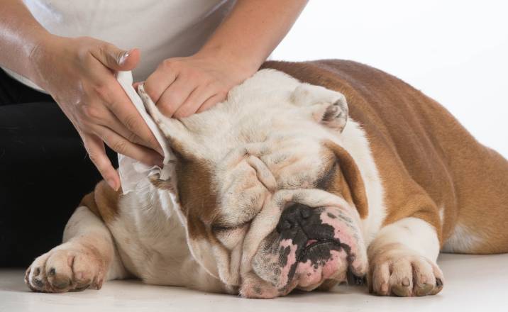 cleaning a dog's ears