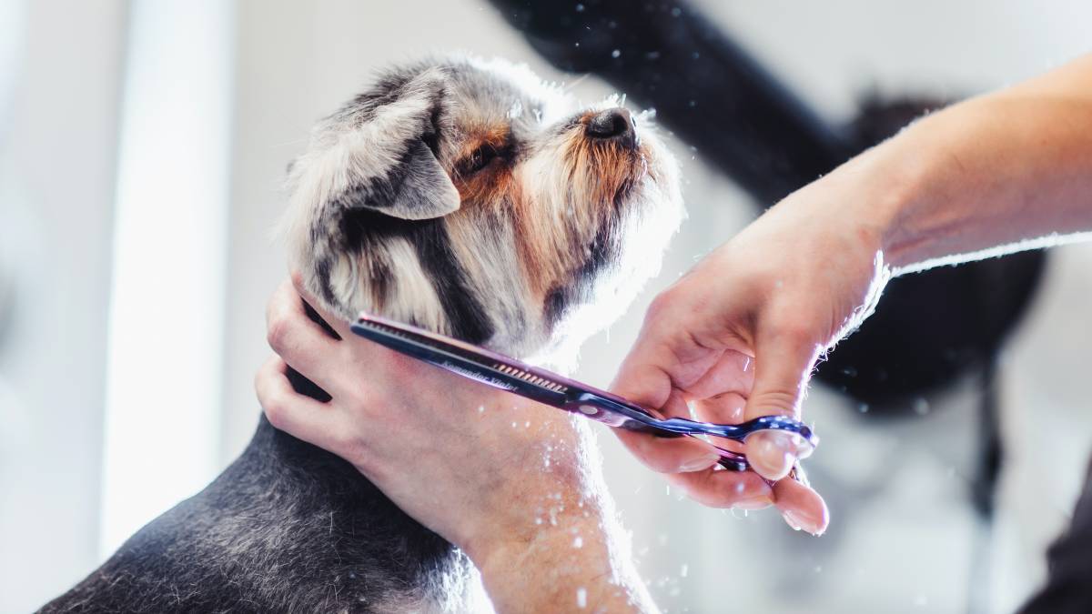 a man trimming the fur of his pet dog