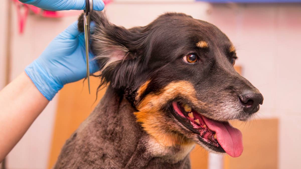 a pet groomer cleaning a dog's ear