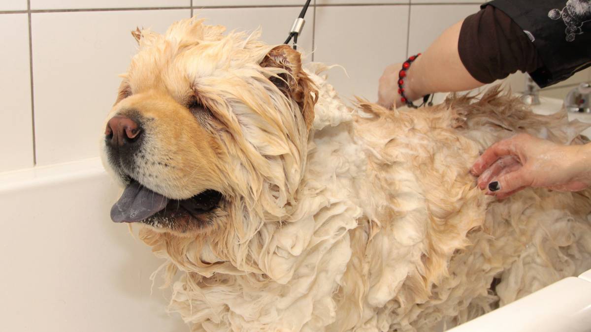 a woman bathing a big dog