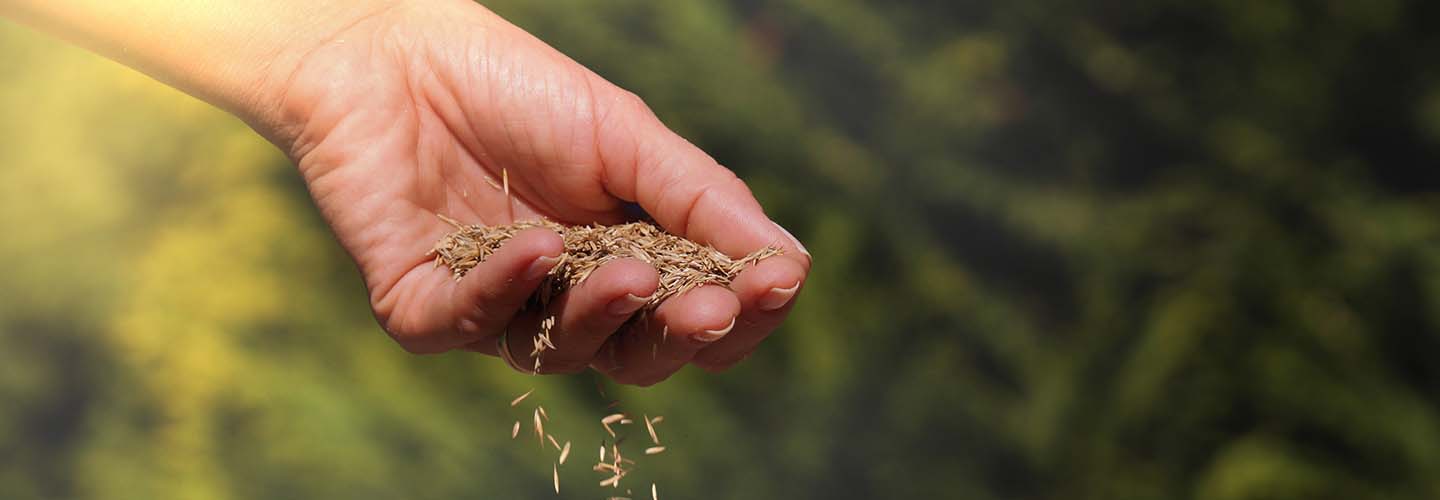 A close-up photo of a hand scattering grass seeds onto a patchy lawn, with sunlight streaming through the fingers.