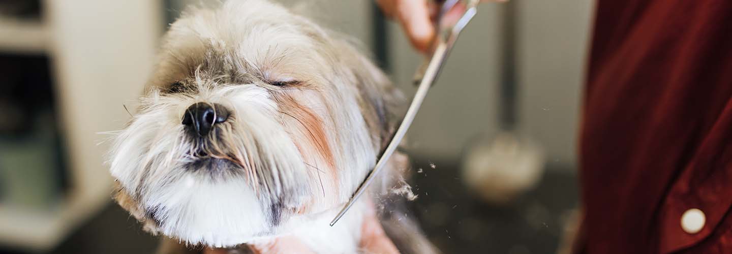 A happy dog getting groomed by a professional groomer, surrounded by grooming tools and products.