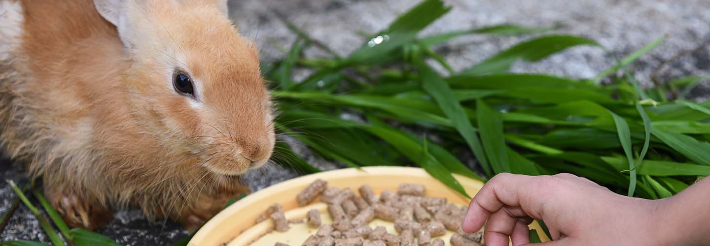 A close-up photo of a person's hand pouring food into a bowl for a pet, with a happy rabbit eagerly waiting nearby.