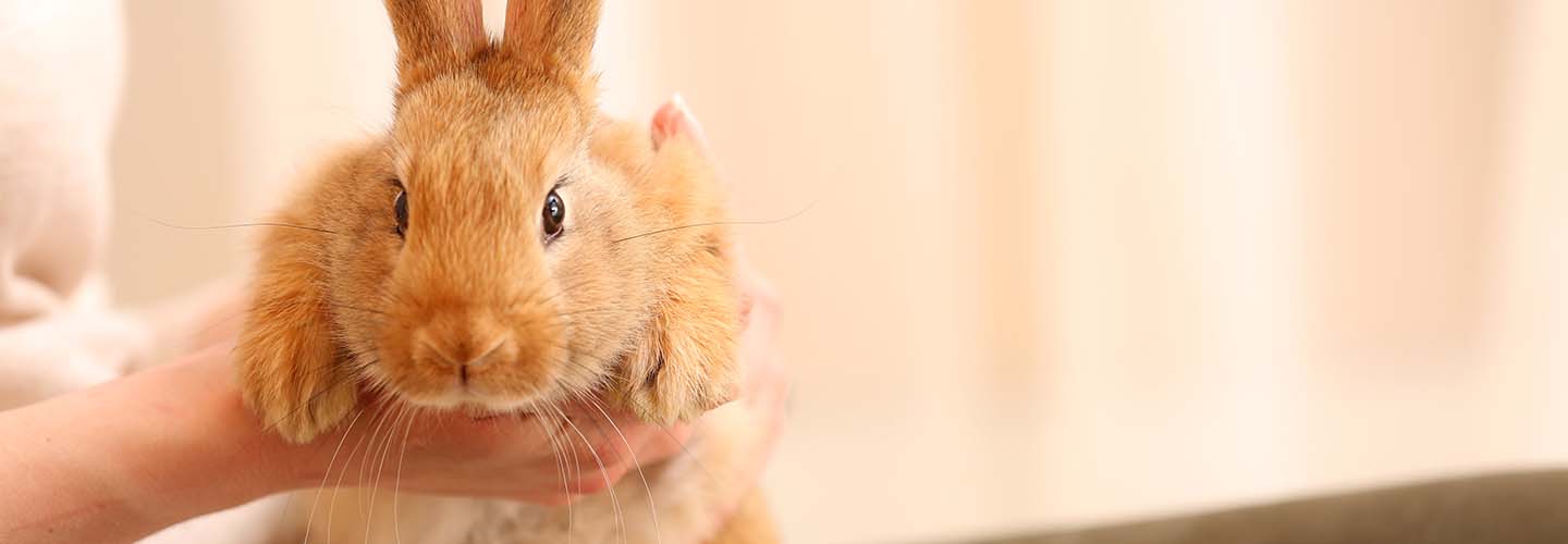 A cute brown rabbit carried by hand.