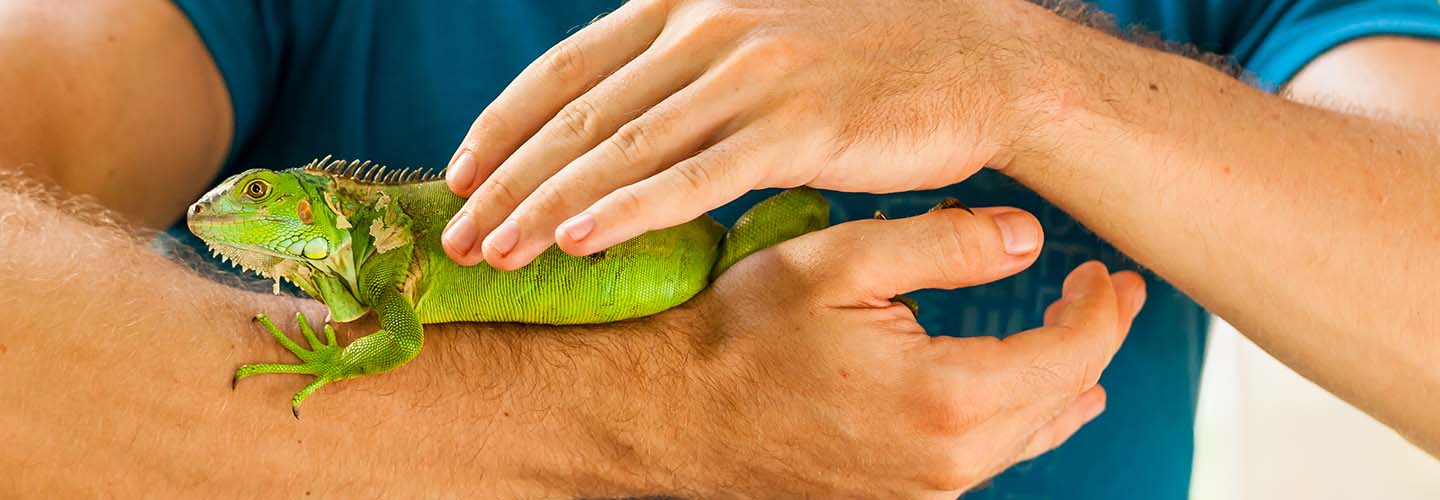A close-up photo of a reptile on a mans arm.