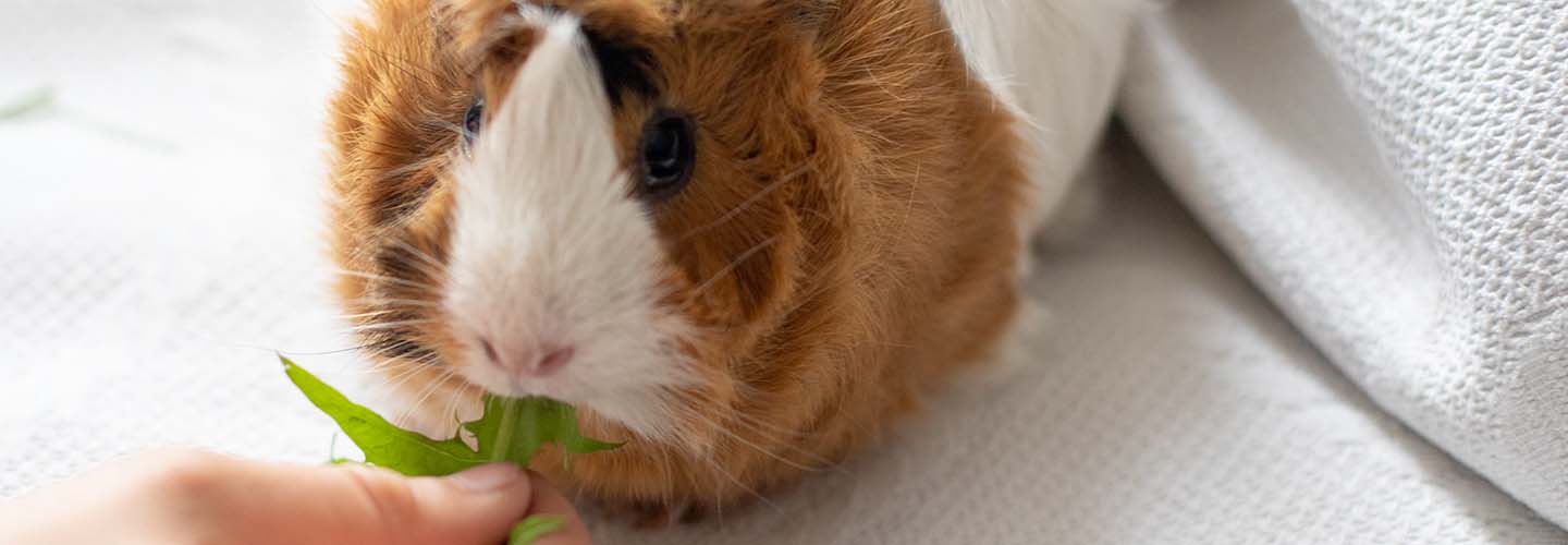 A guinea pig being fed a leaf.