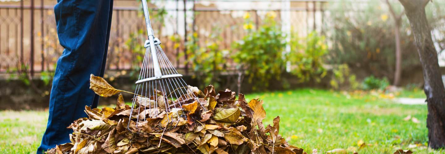 Person raking leaves in a yard during autumn, with colorful foliage covering the ground and trees in the background.