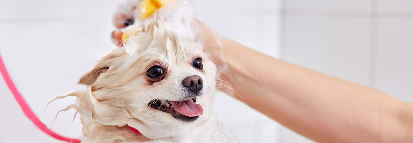 A small white dog beeing shampooed by a dog groomer.