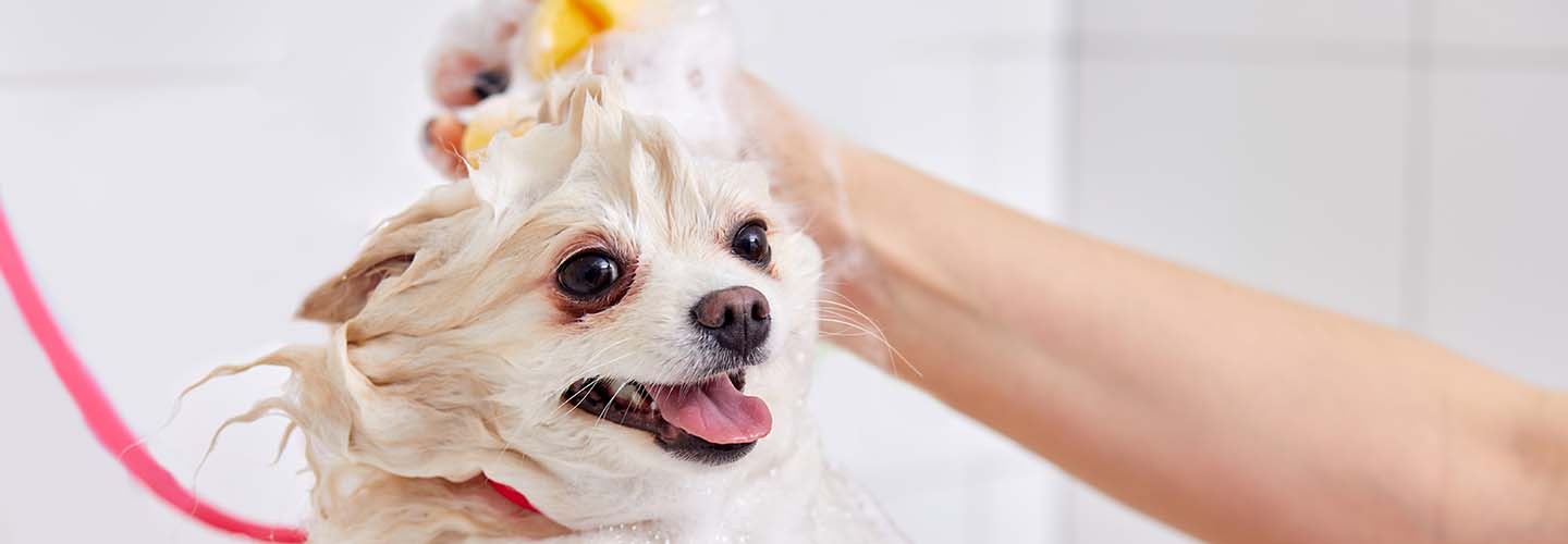 Find the best Mobile Dog Washers near you Airtasker AU