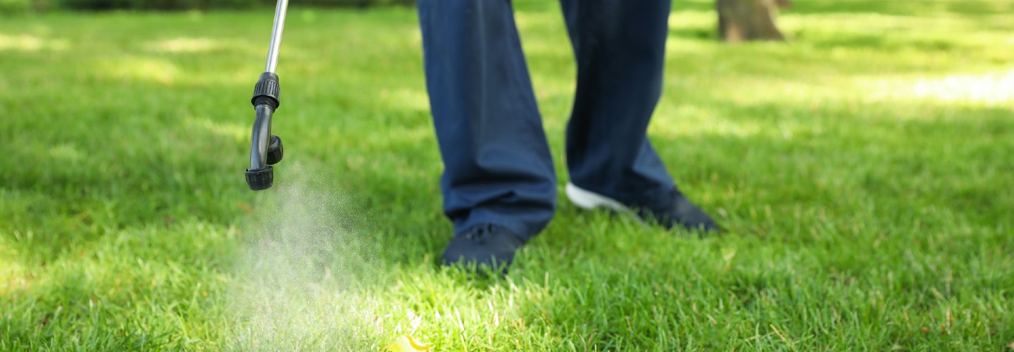 A lush green lawn with vibrant grass blades, bathed in sunlight, receiving a treatment to enhance its health and appearance.