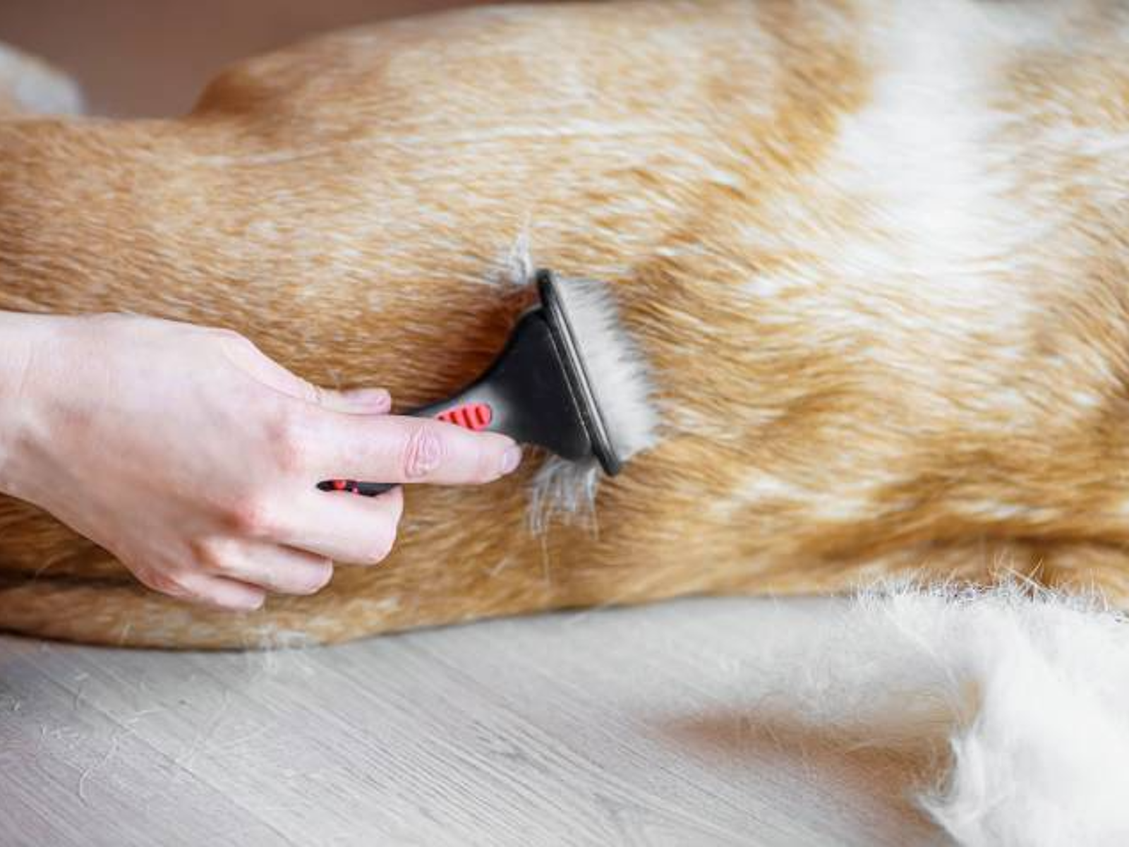 How to Bathe Your Dog Like a Groomer: Expert Tips