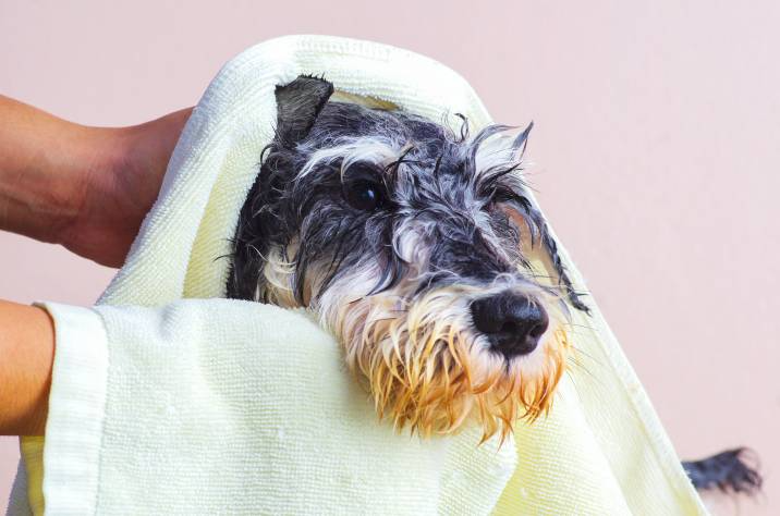 towel drying a Shnauzer dog