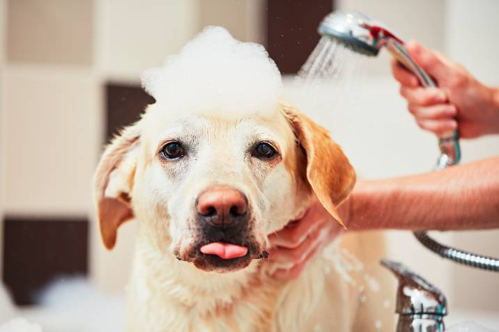 yellow labrador retriever taking a bubble bath