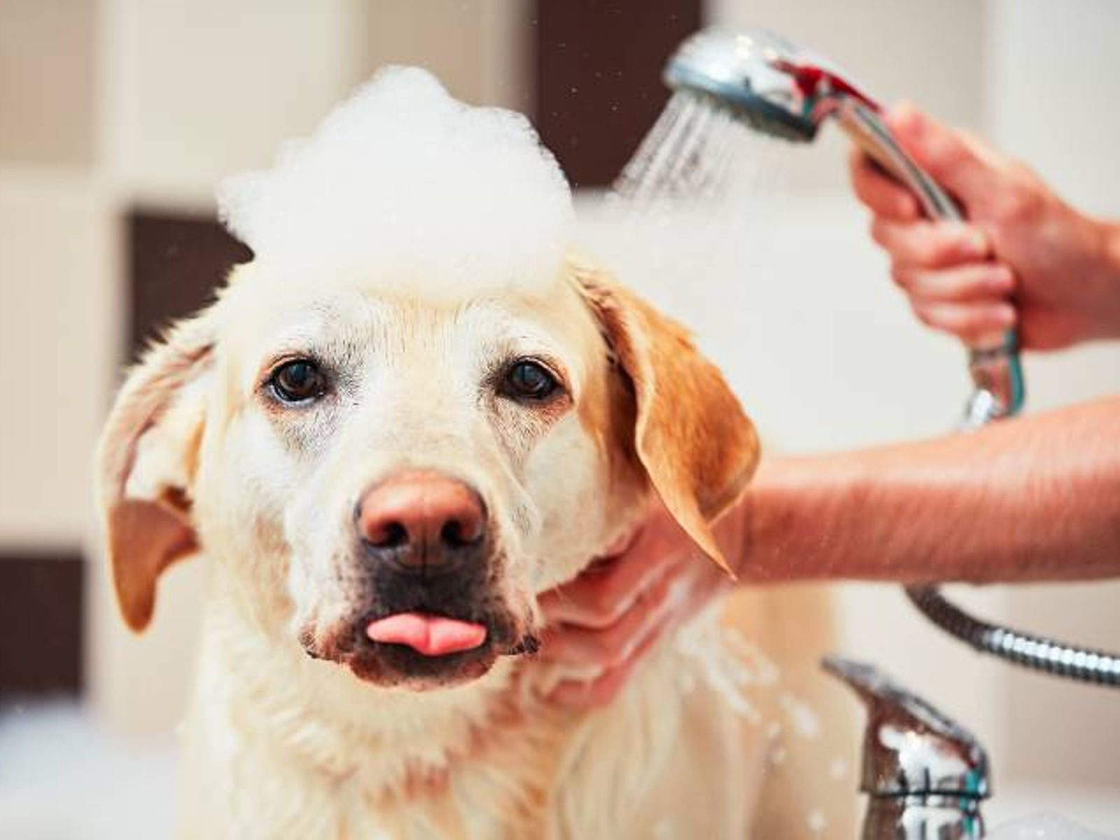 How Often Should You Give a Dog a Bath: Ultimate Guide for Pet Owners