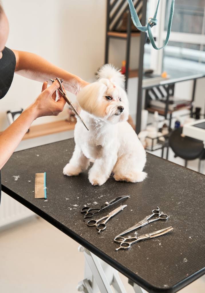 dog sitting on a grooming table while owner trims its fur